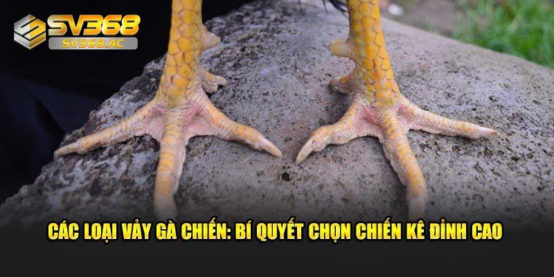 Cách nhận diện vảy gà quý