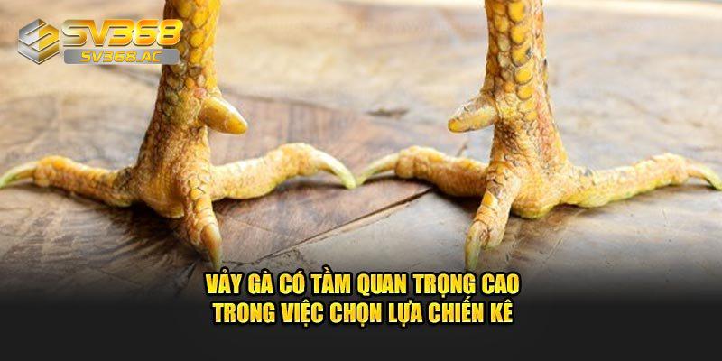 Kinh nghiệm từ những người nuôi gà chọi